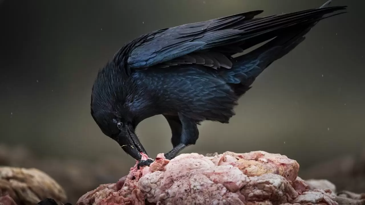 Türkiye’nin tek akbaba istasyonu 12