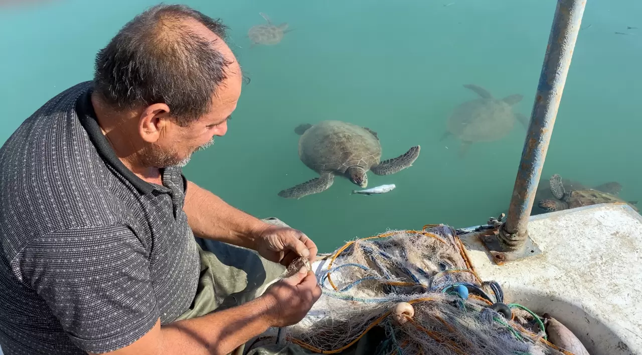 Balıkçıların dostu: Göç etmeyen caretta carettalar limanı mesken tuttu 3