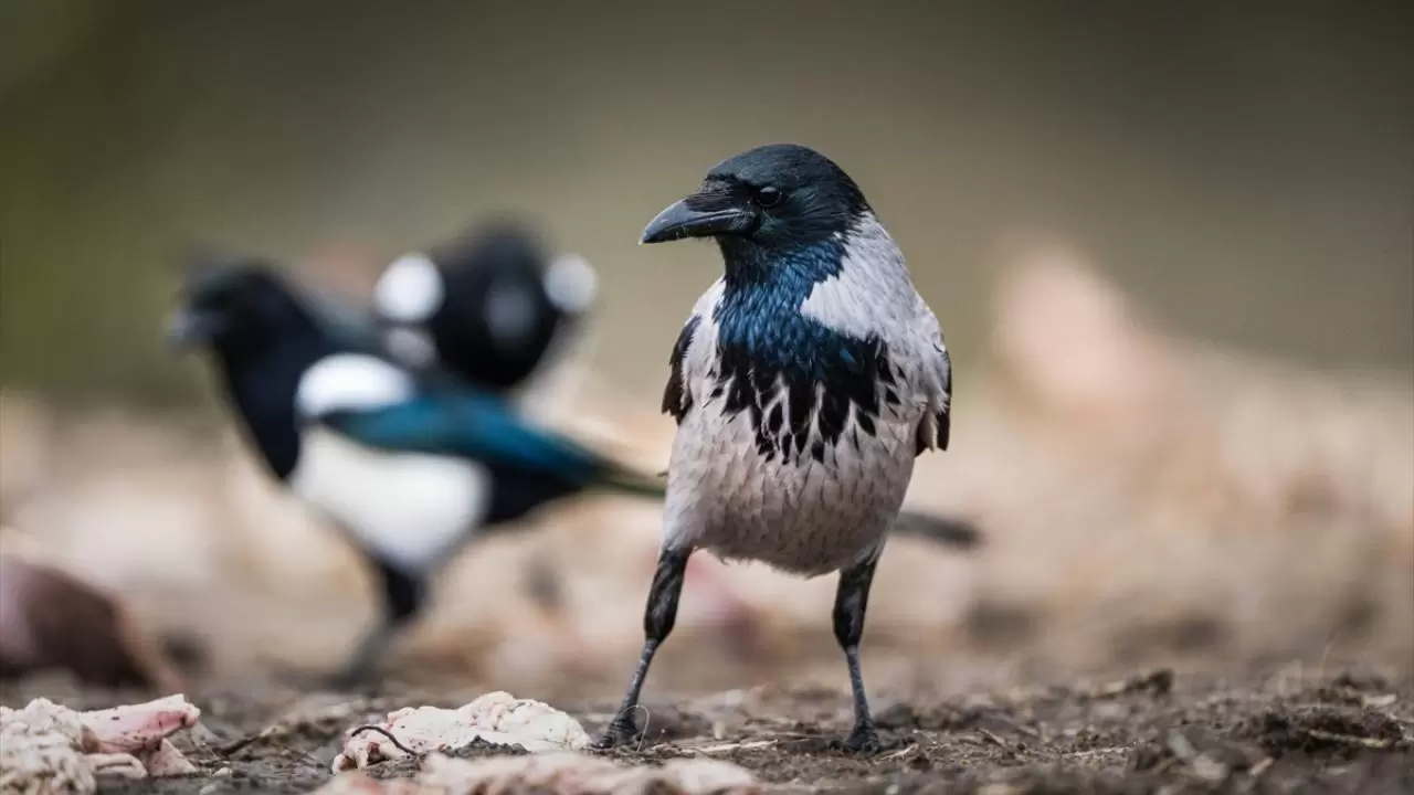 Türkiye’nin tek akbaba istasyonu 8