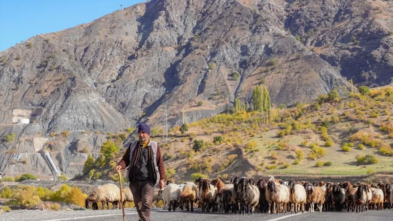 Göçerler 3 bin rakımlı yaylalardan kışlaklara dönüyor 4