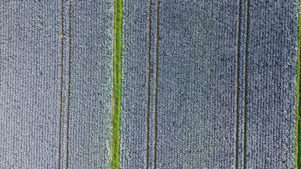 Bafra Ovası'nda kırmızı lahana hasadı başladı 4