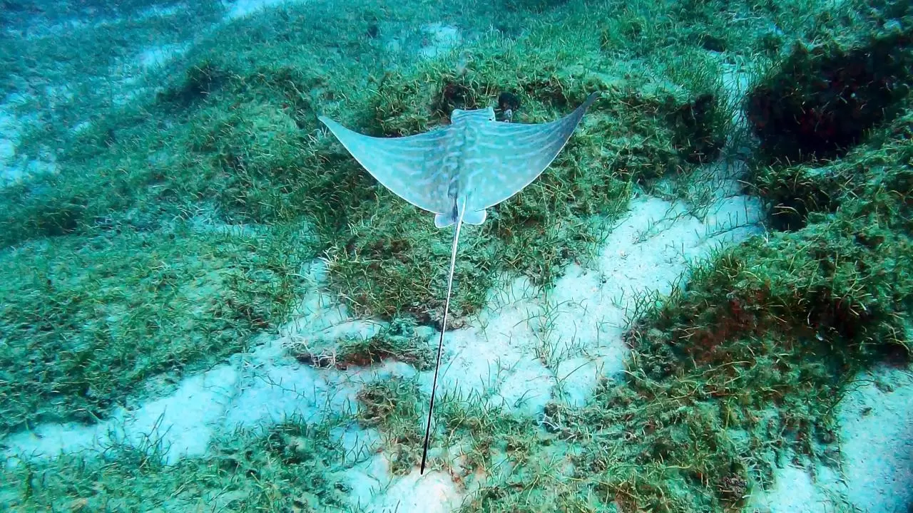 Yerli üretim sualtı scooterı görevde 17