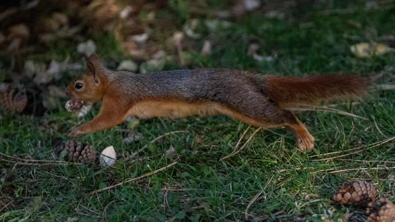Seğmenler Parkı'nın sevimli sakinleri 17