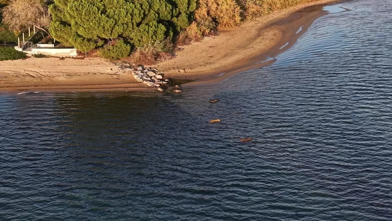 Balıkesir Erdek’te deniz çekilince binlerce yıllık antik liman ortaya çıktı 4