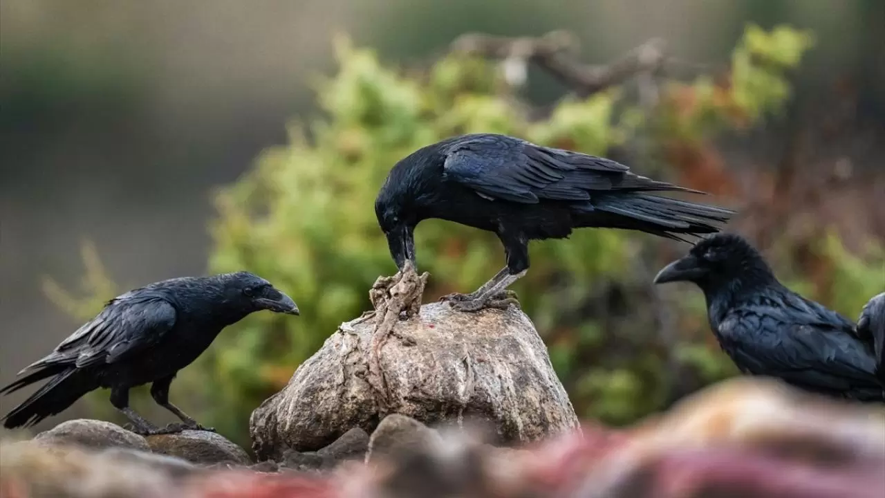 Türkiye’nin tek akbaba istasyonu 13