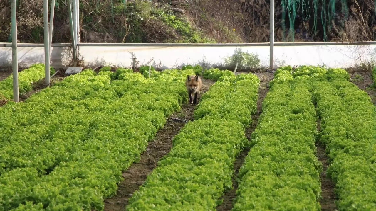 Amasya’da küs kardeşlerin tilkilere olağanüstü merhameti 4