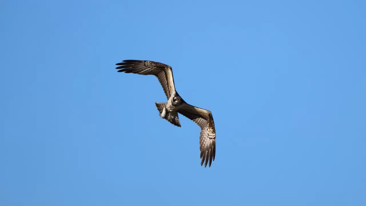 Kastamonu'da Ezine Çayı'nda avlanan balık kartalları görüntülendi 4