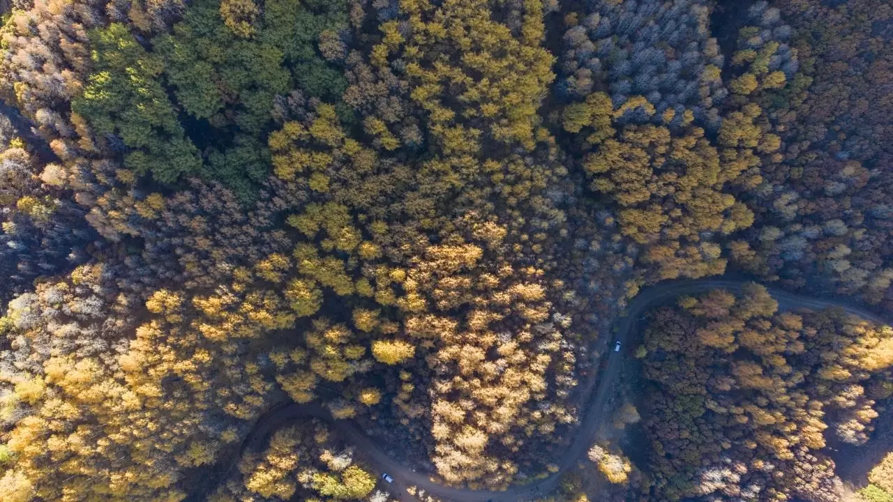 Tunceli'nin gizli cenneti: Salördek Ormanları 3