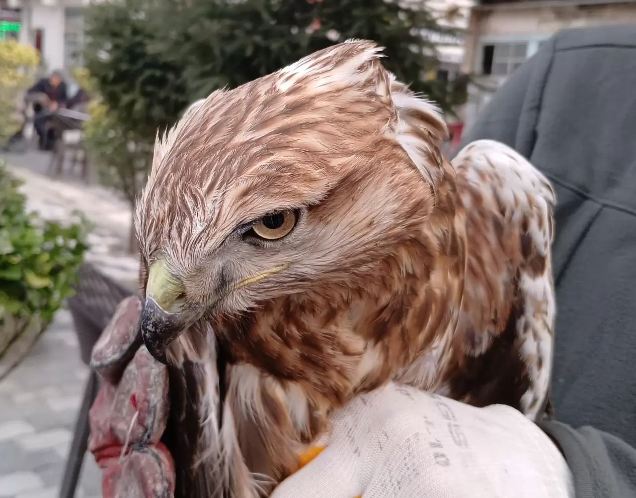 Amasya'da yaralı bulundu! 4