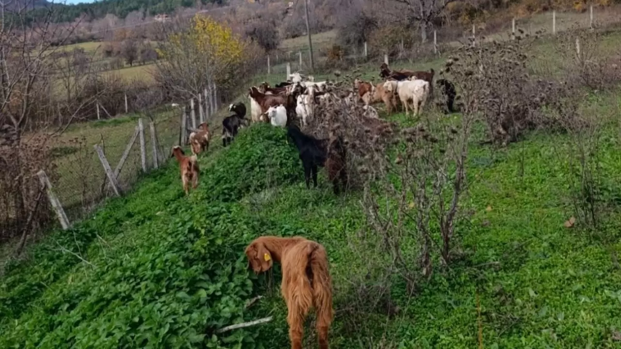Dronla kayıp sürü bulundu: 30 hayvan 1 günde kurtarıldı! 4