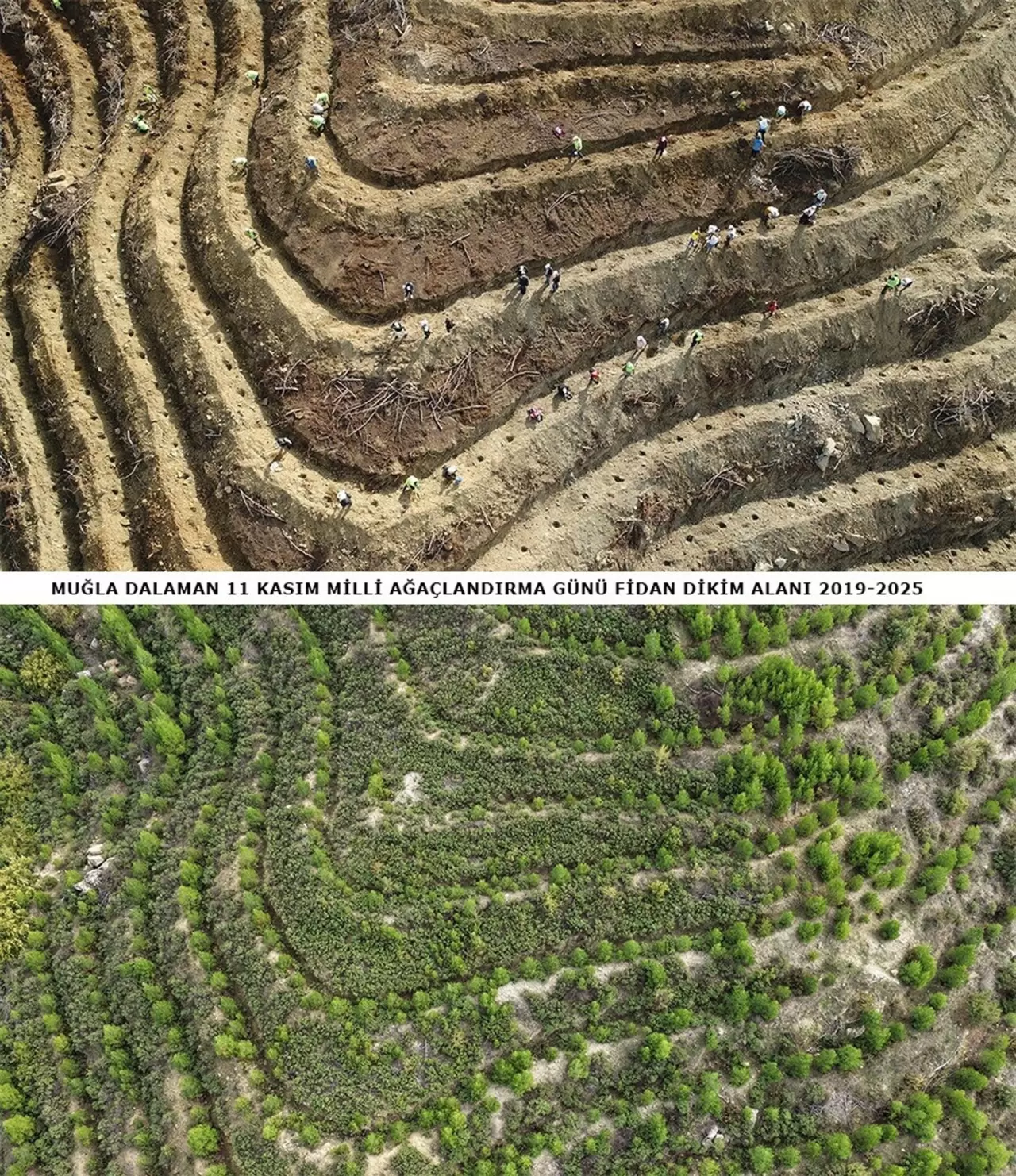 6 yıl önce dikilen fidanlar geleceğe nefes oldu 6