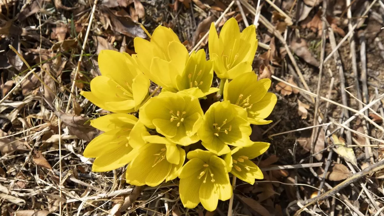 Tunceli'nin gizli cenneti: Salördek Ormanları 6