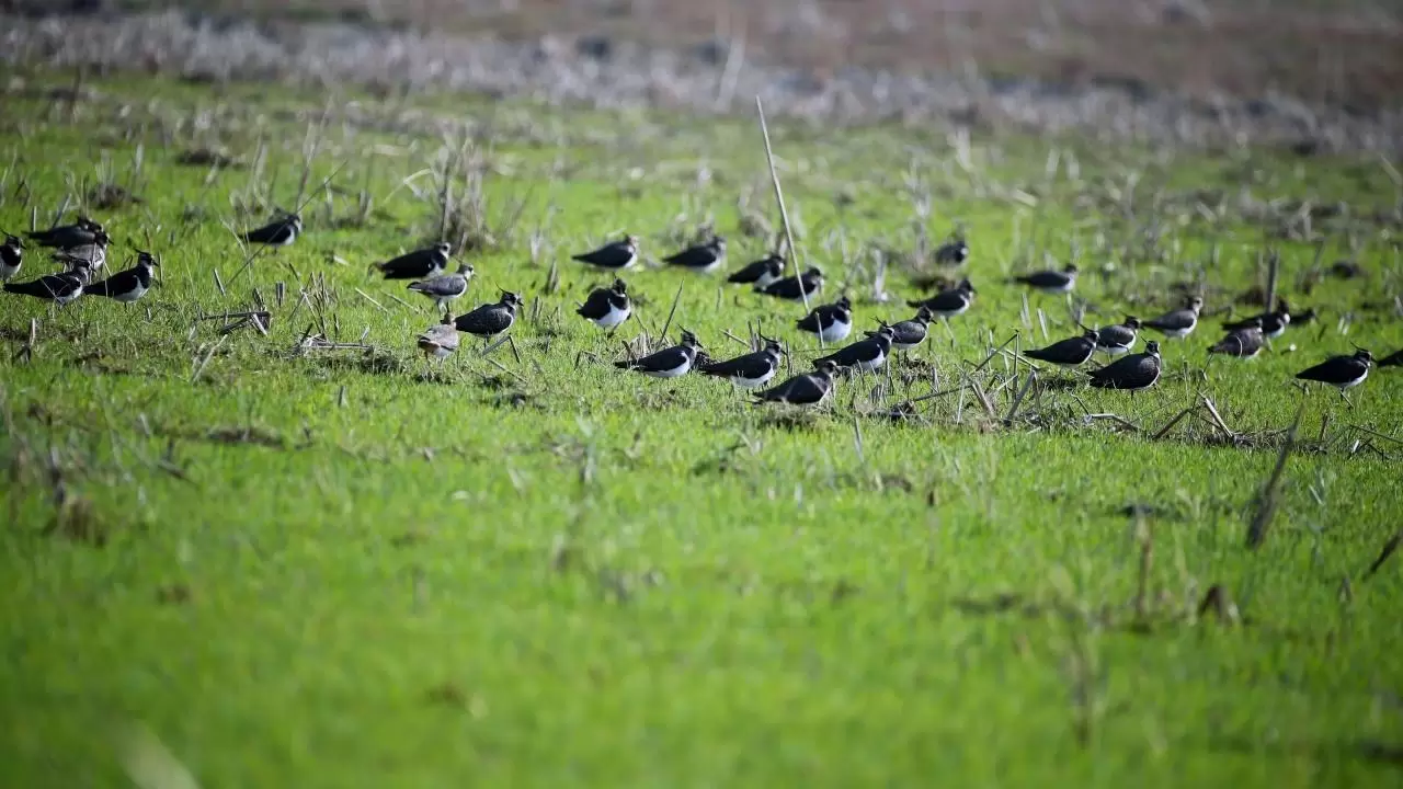 Yumurtalık Lagünü’nde renkli sonbahar 8
