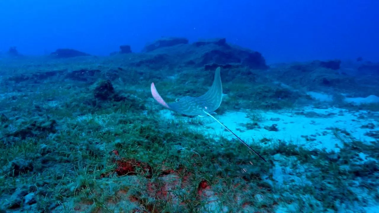 Yerli üretim sualtı scooterı görevde 13