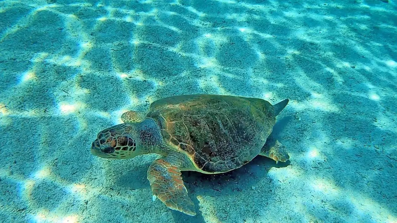 Yerli üretim sualtı scooterı görevde 16