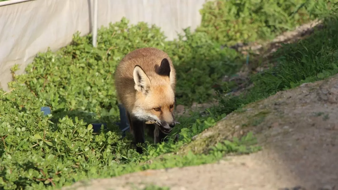 Amasya’da küs kardeşlerin tilkilere olağanüstü merhameti 7