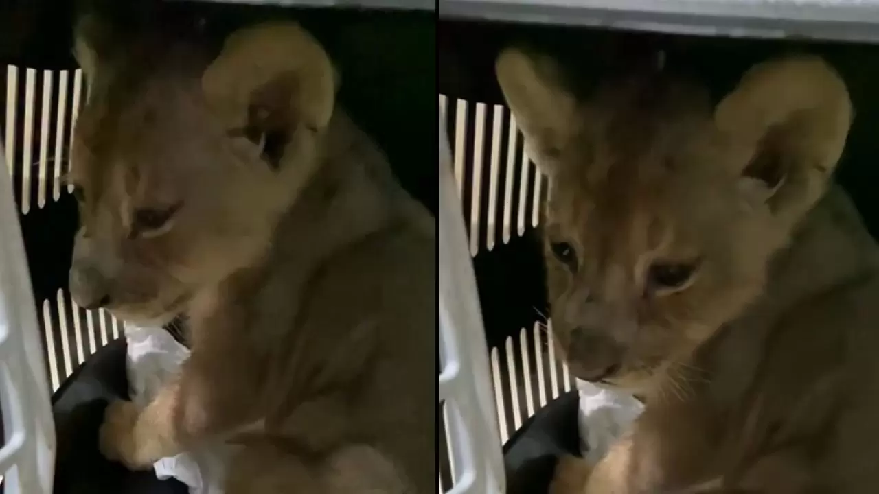 İstanbul’da kaçak getirilen yavru Afrika aslanına el konuldu 5