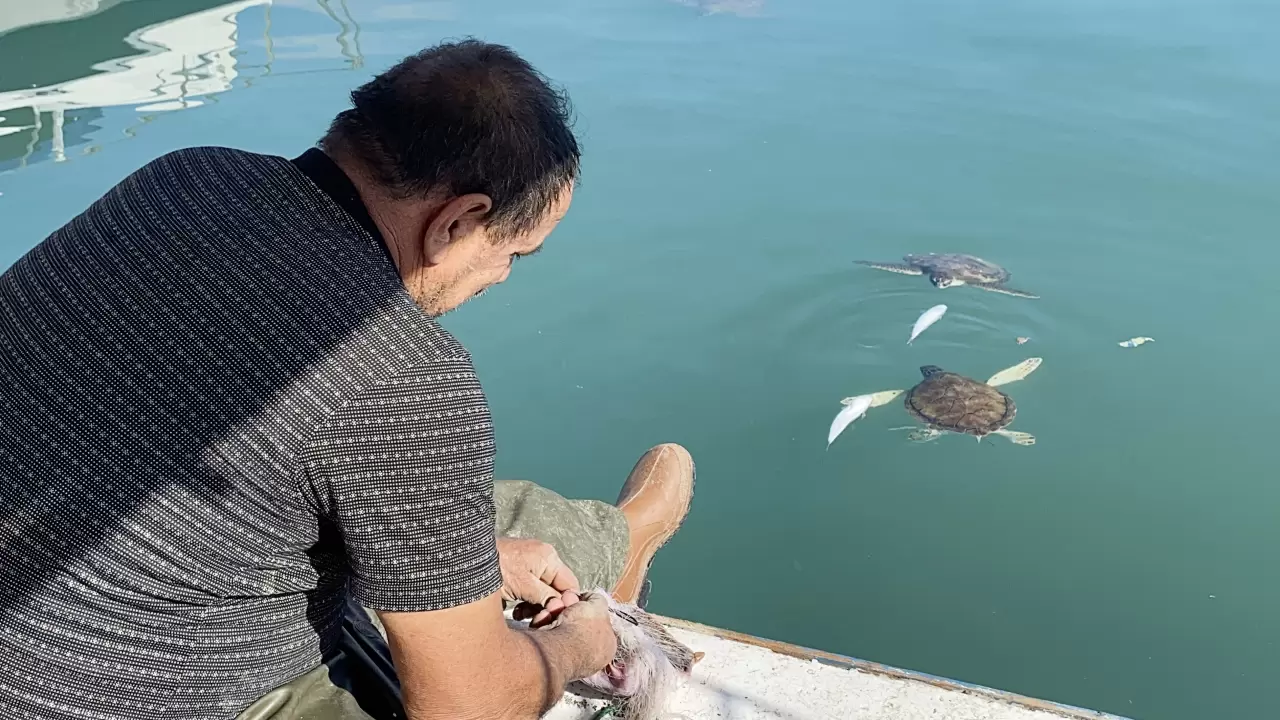 Balıkçıların dostu: Göç etmeyen caretta carettalar limanı mesken tuttu 4