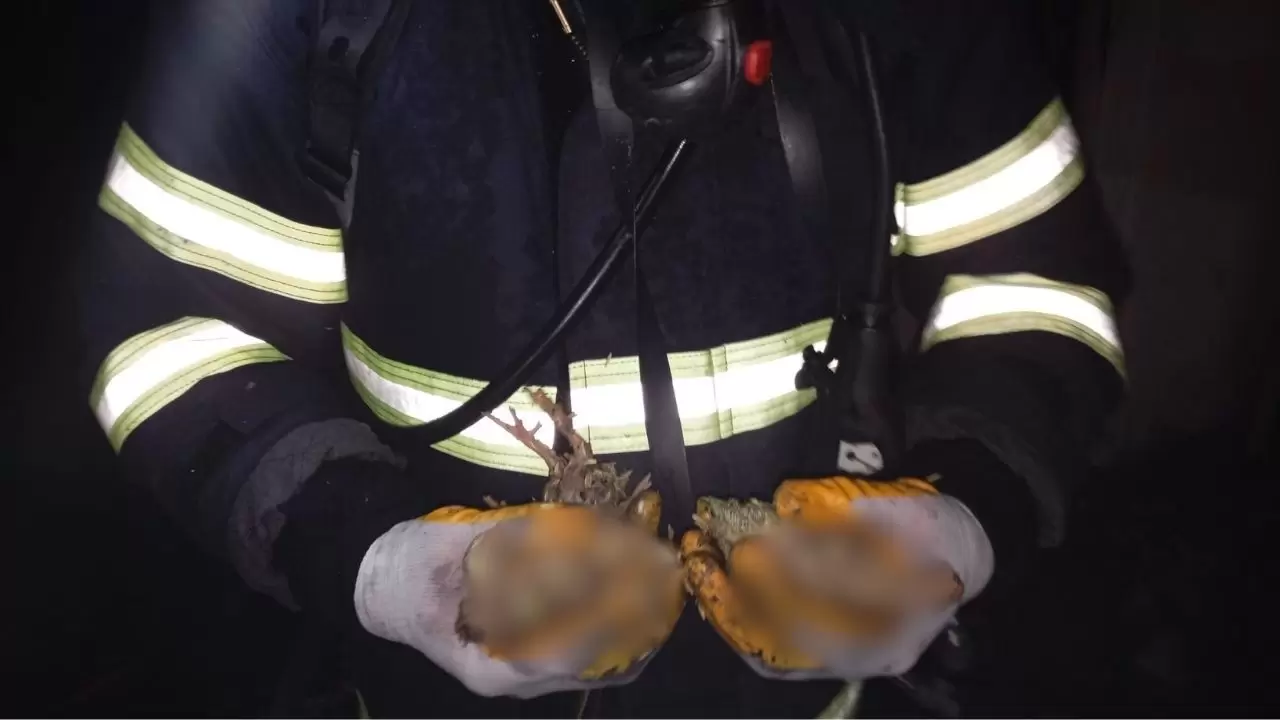 Balıkesir’de tavuk çiftliğinde facia! 7