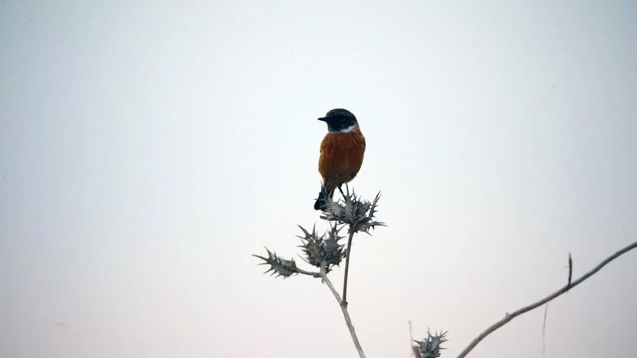Yumurtalık Lagünü’nde renkli sonbahar 7