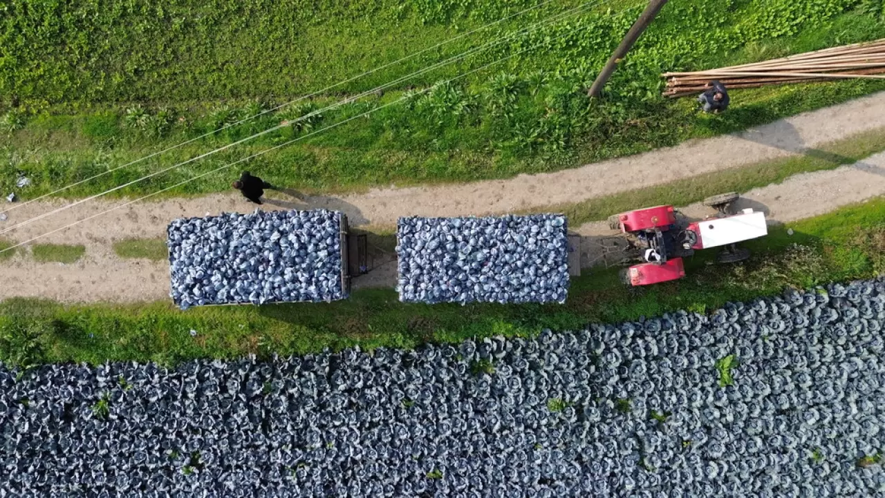 Bafra Ovası'nda kırmızı lahana hasadı başladı 3