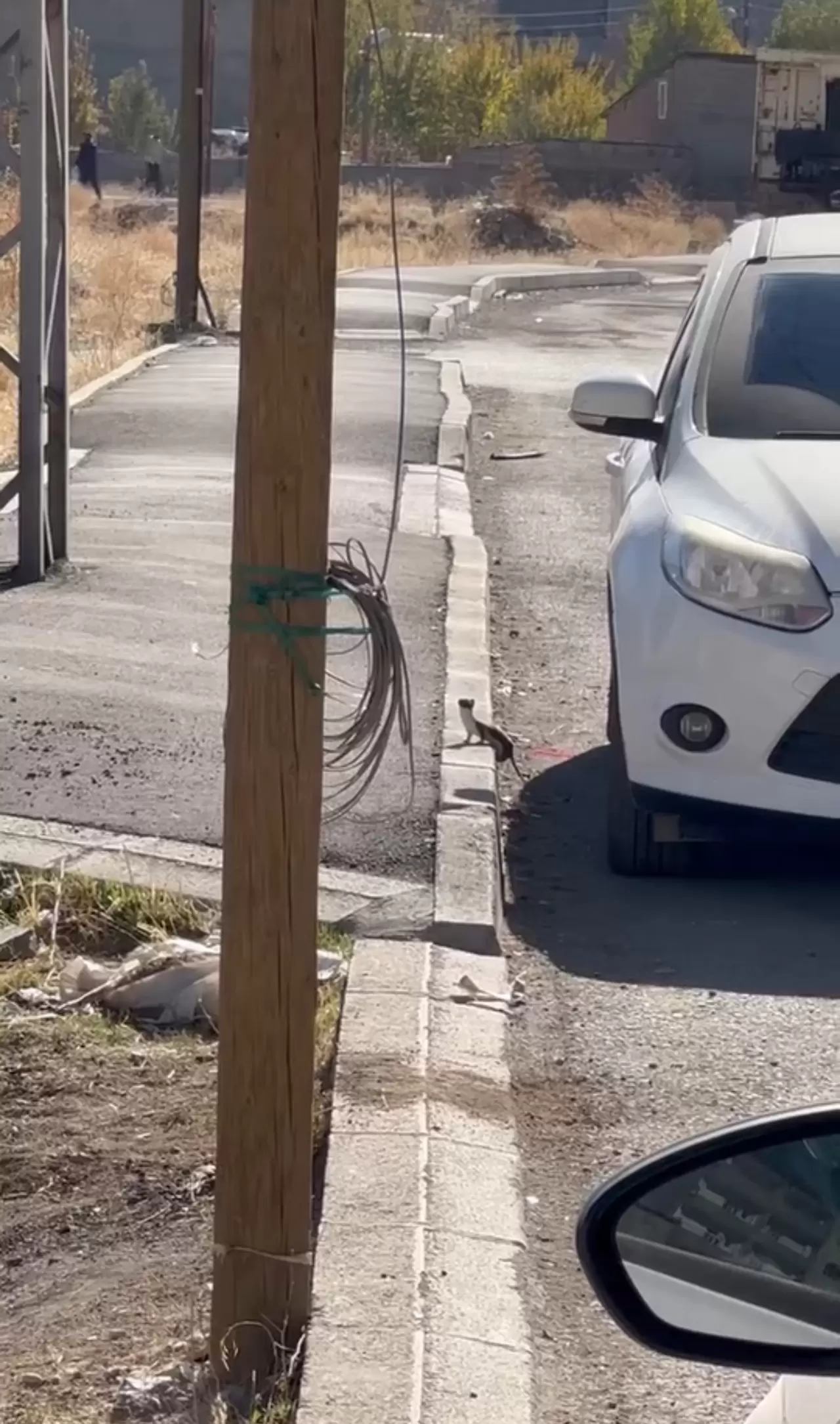 Beyaz gelincik şehir merkezinde görüntülendi 3