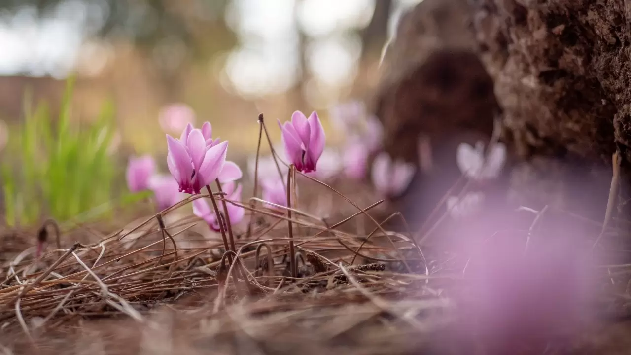 Antalya'da Yabani sıklamenler çiçek açtı 4