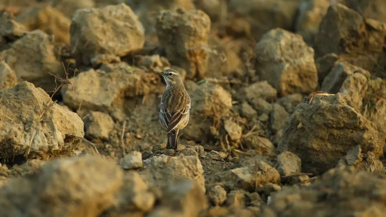 Yumurtalık Lagünü’nde renkli sonbahar 6