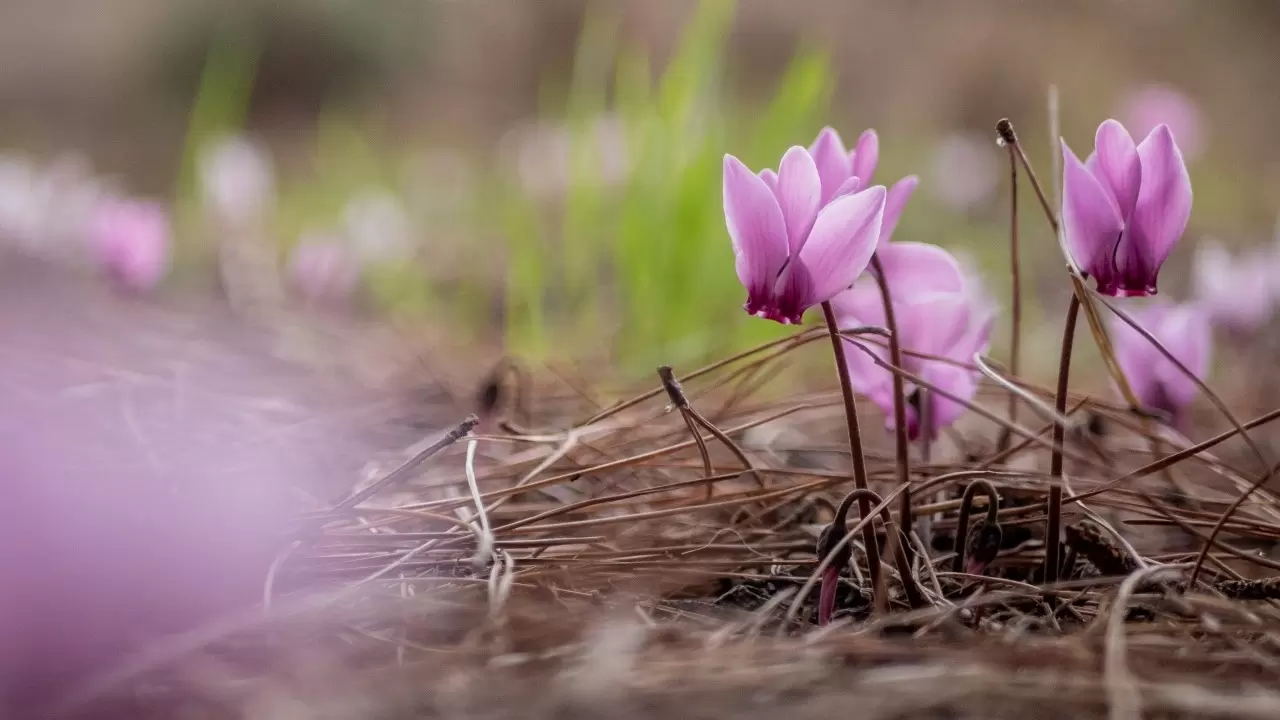 Antalya'da Yabani sıklamenler çiçek açtı 6