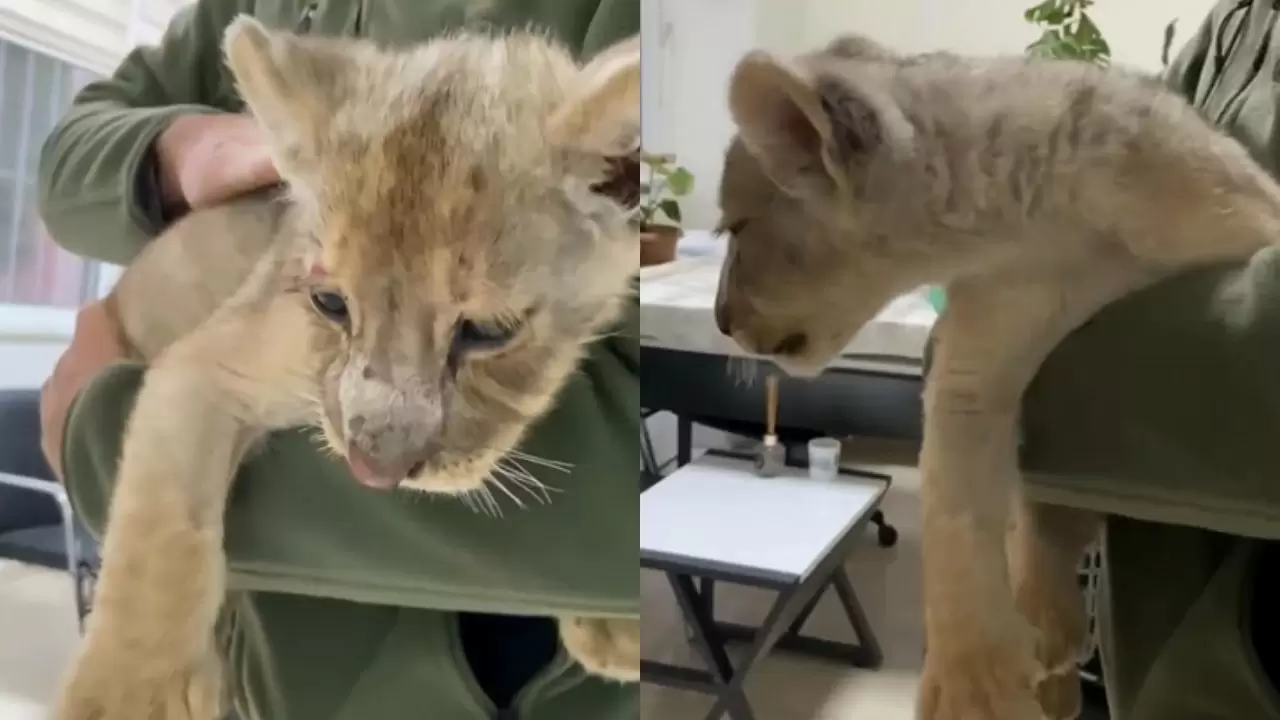 İstanbul’da kaçak getirilen yavru Afrika aslanına el konuldu 1