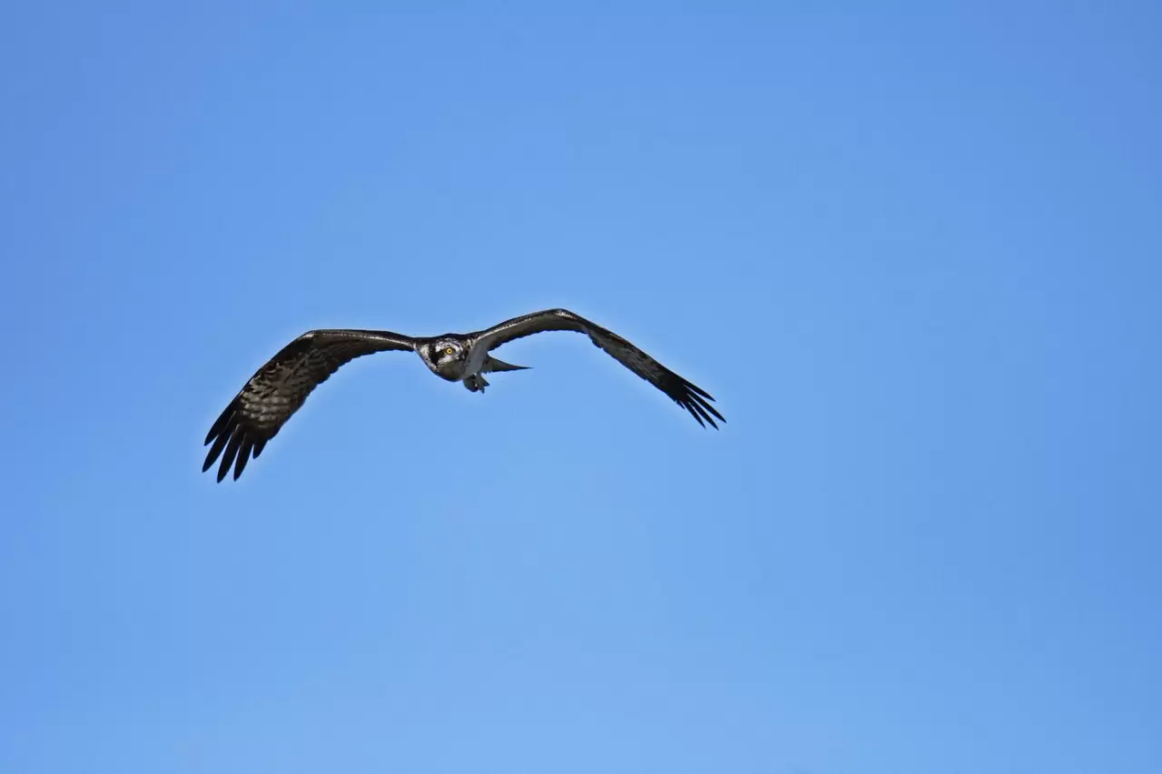 Kastamonu'da Ezine Çayı'nda avlanan balık kartalları görüntülendi 6