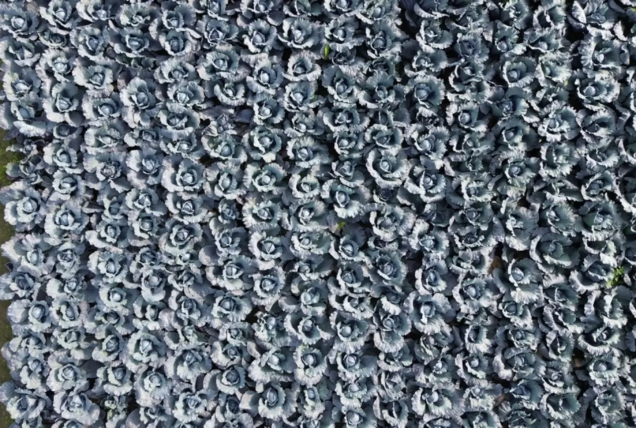 Bafra Ovası'nda kırmızı lahana hasadı başladı 1