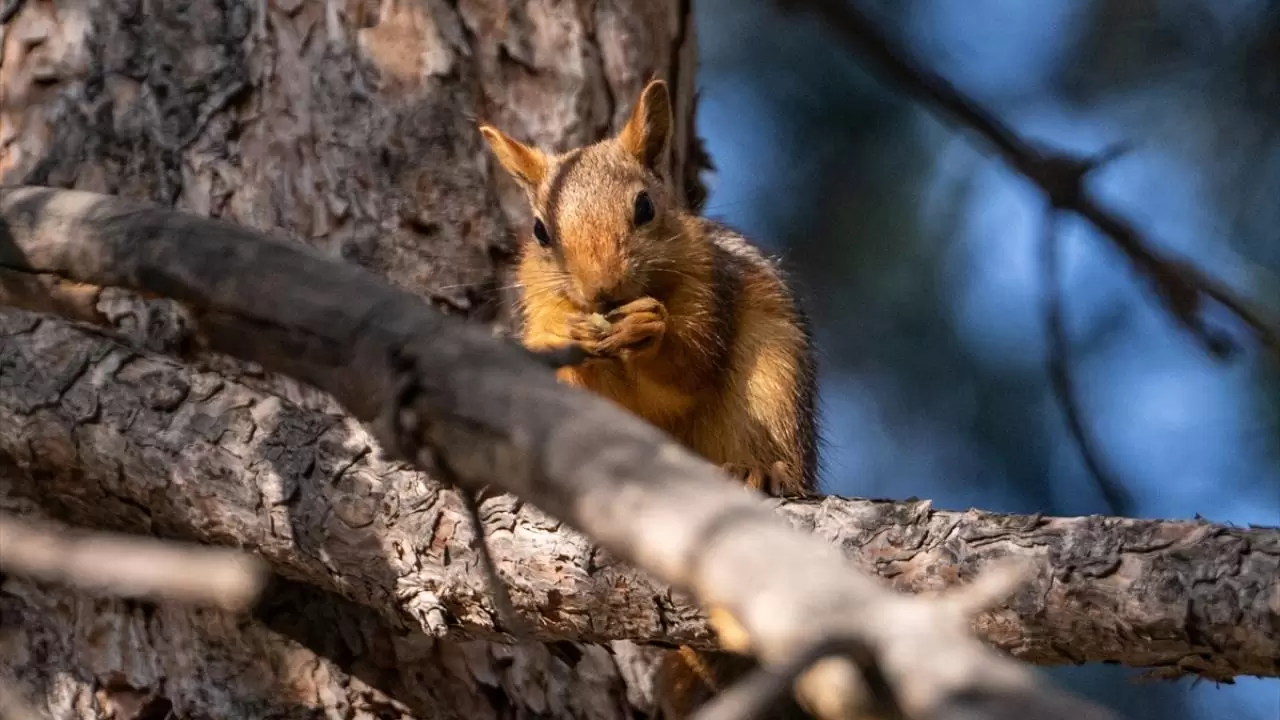 Seğmenler Parkı'nın sevimli sakinleri 12