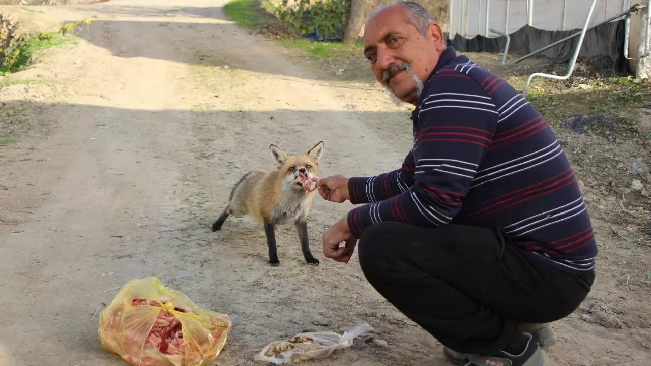 Amasya’da küs kardeşlerin tilkilere olağanüstü merhameti 9