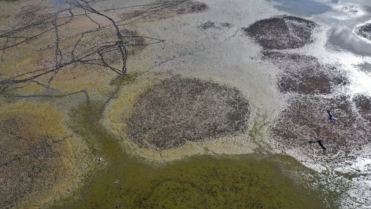 Ege’nin kartpostallık gölü kuruyor! Kuşlar ve canlılar ölümle mücadele ediyor 10