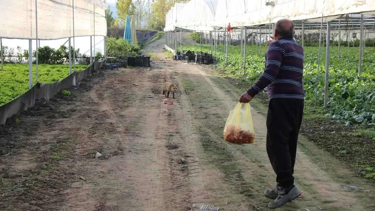 Amasya’da küs kardeşlerin tilkilere olağanüstü merhameti 6