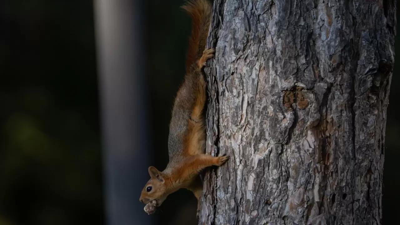 Seğmenler Parkı'nın sevimli sakinleri 10