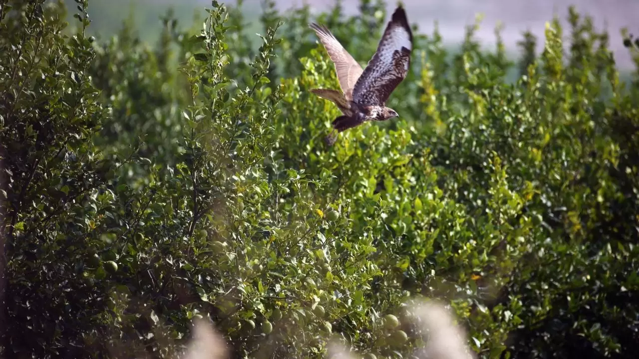 Yumurtalık Lagünü’nde renkli sonbahar 10