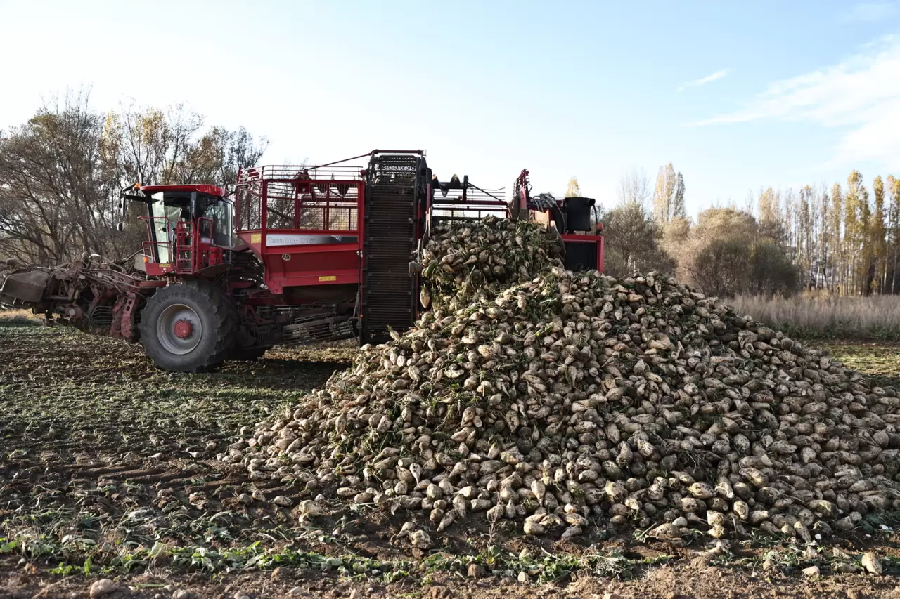 Bayburt'ta şeker pancarı üretim alanı 5 yılda 6 kat arttı 3