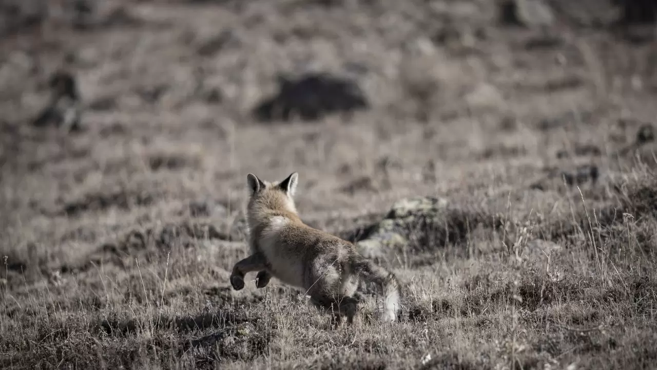 Gören döndü bir daha baktı! 6