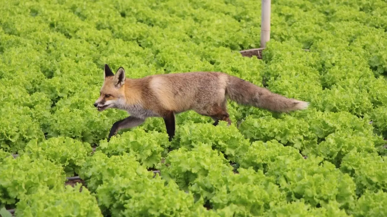 Amasya’da küs kardeşlerin tilkilere olağanüstü merhameti 3