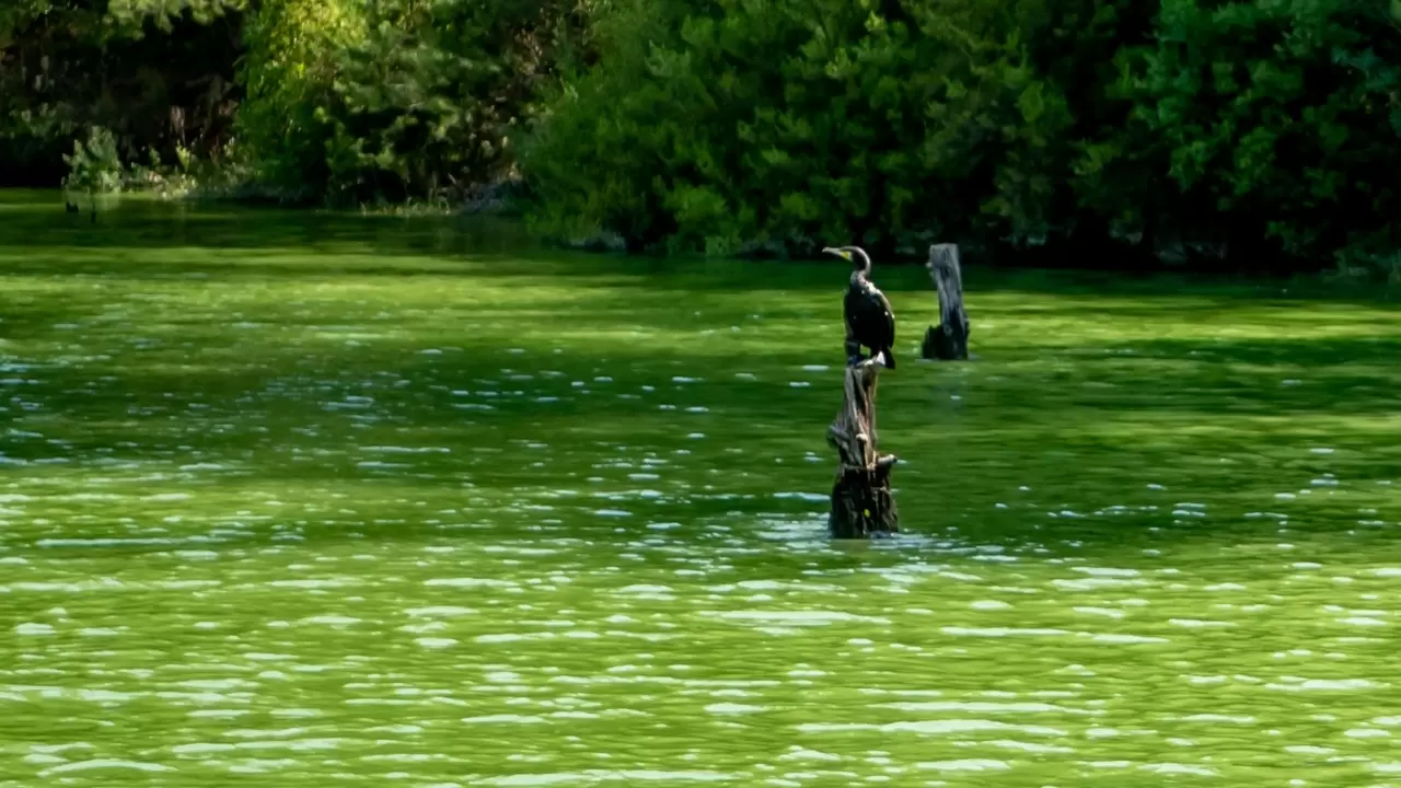 Doğaseverler Karacaören 2 Baraj Gölü'nü tekneyle geziyor 13