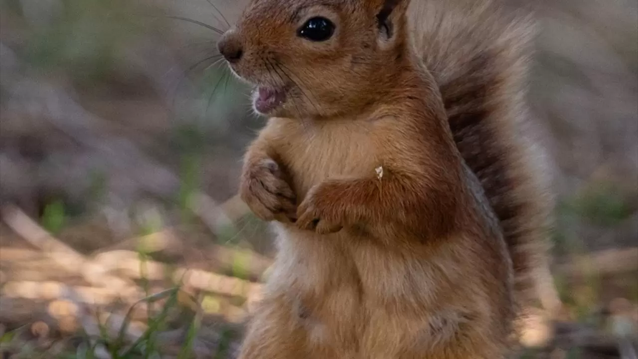 Seğmenler Parkı'nın sevimli sakinleri 15
