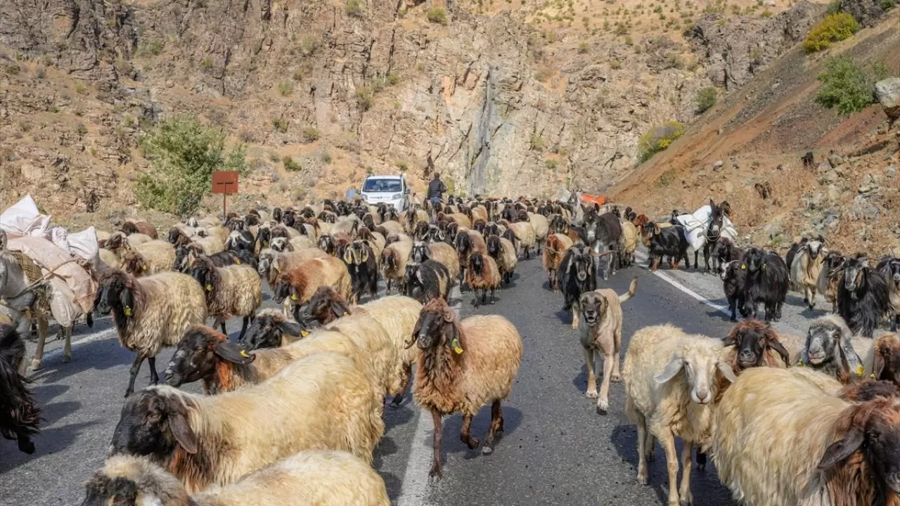 Göçerler 3 bin rakımlı yaylalardan kışlaklara dönüyor 1