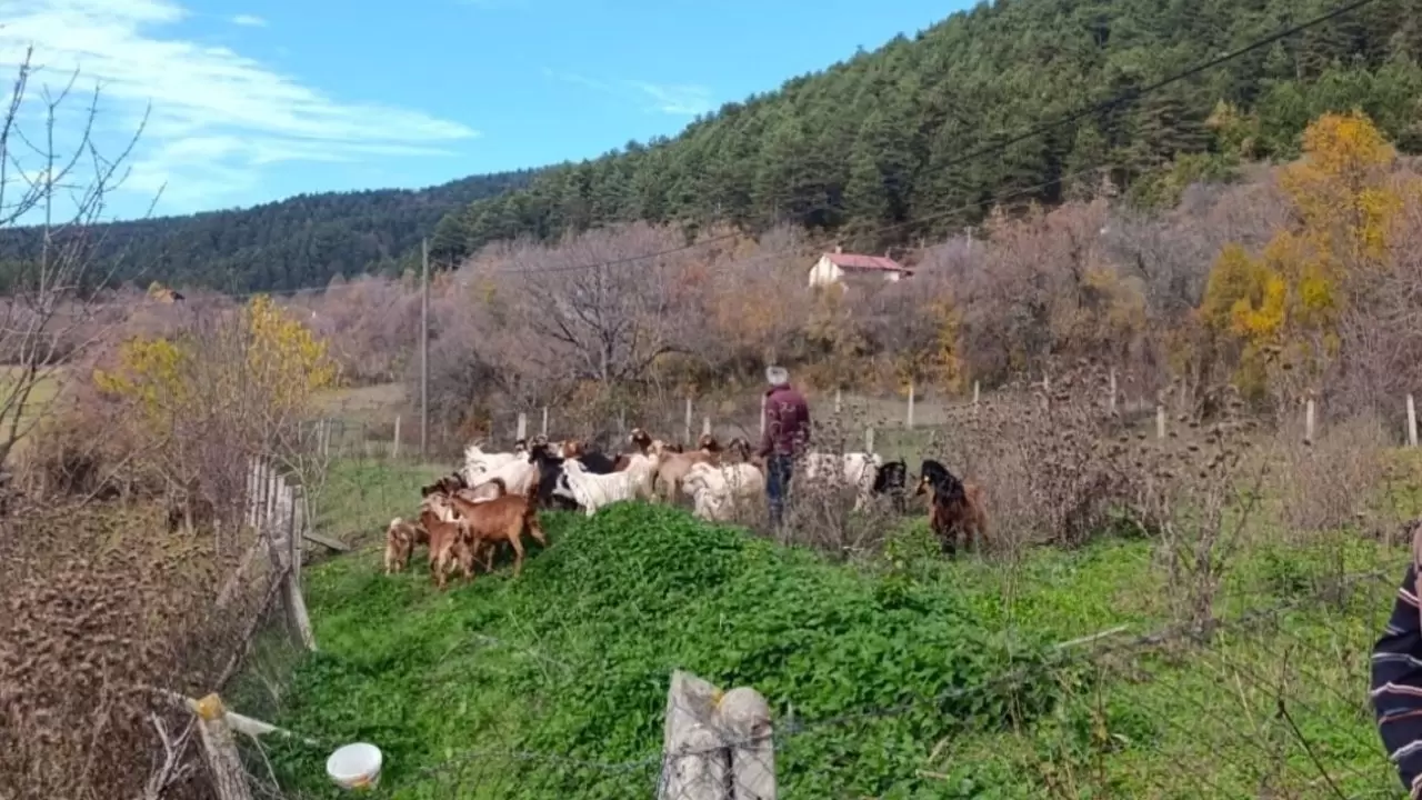 Dronla kayıp sürü bulundu: 30 hayvan 1 günde kurtarıldı! 1