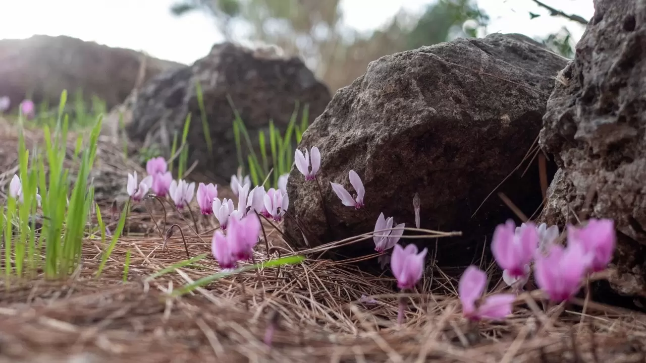Antalya'da Yabani sıklamenler çiçek açtı 3