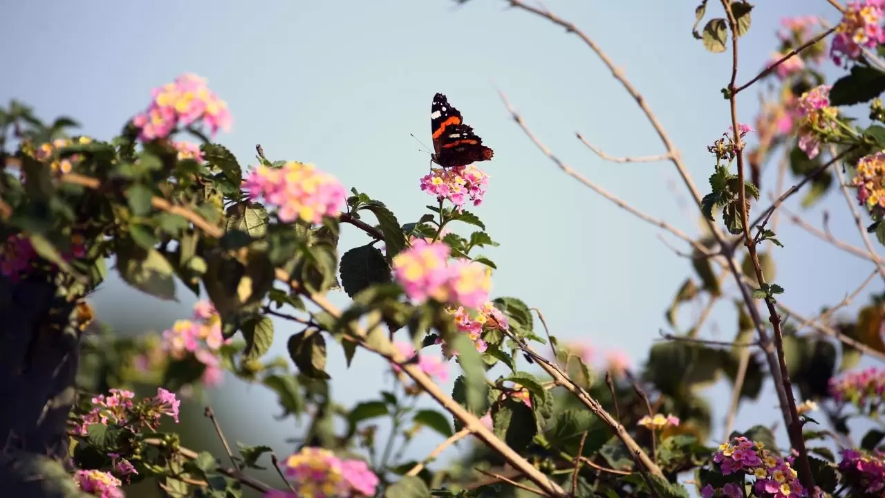 Yumurtalık Lagünü’nde renkli sonbahar 11
