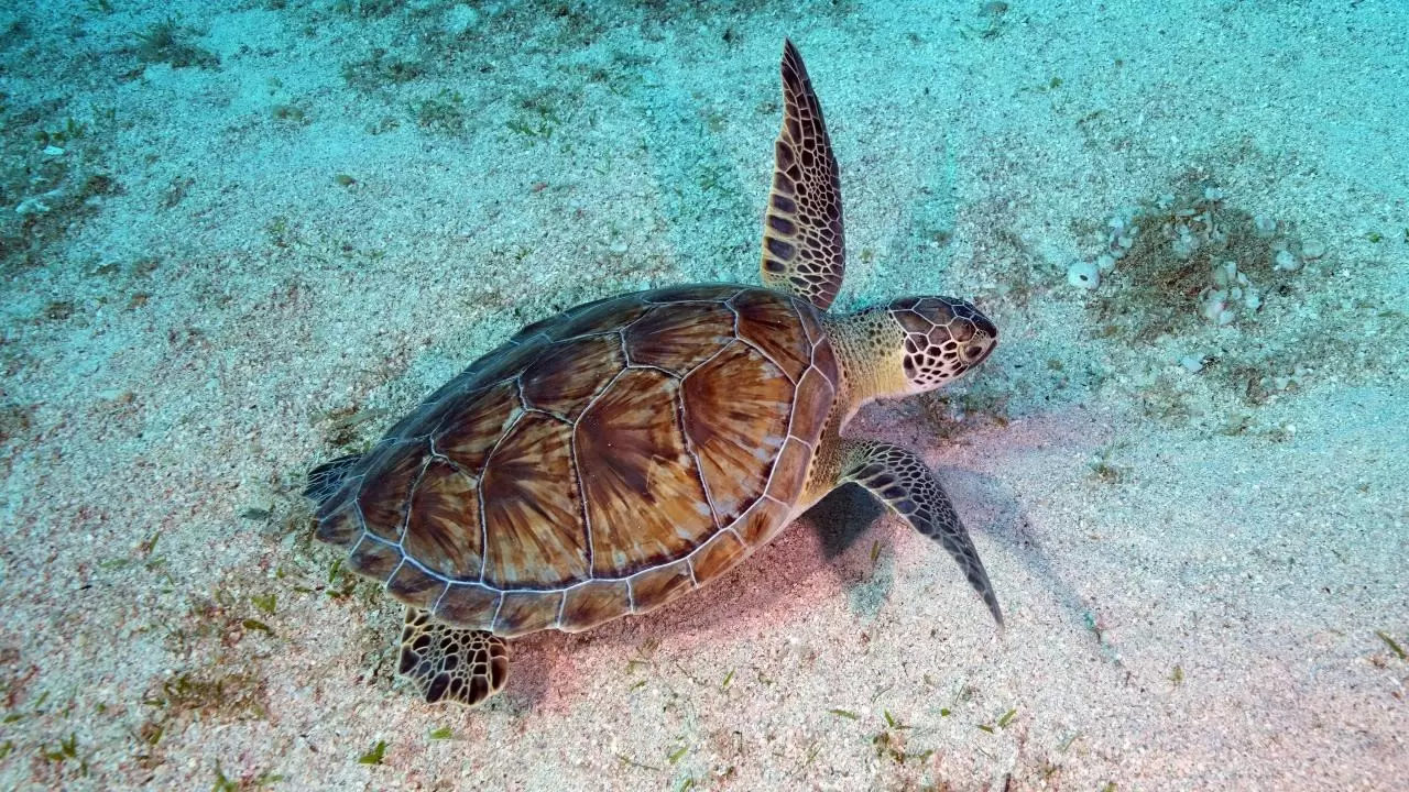 Yerli üretim sualtı scooterı görevde 11