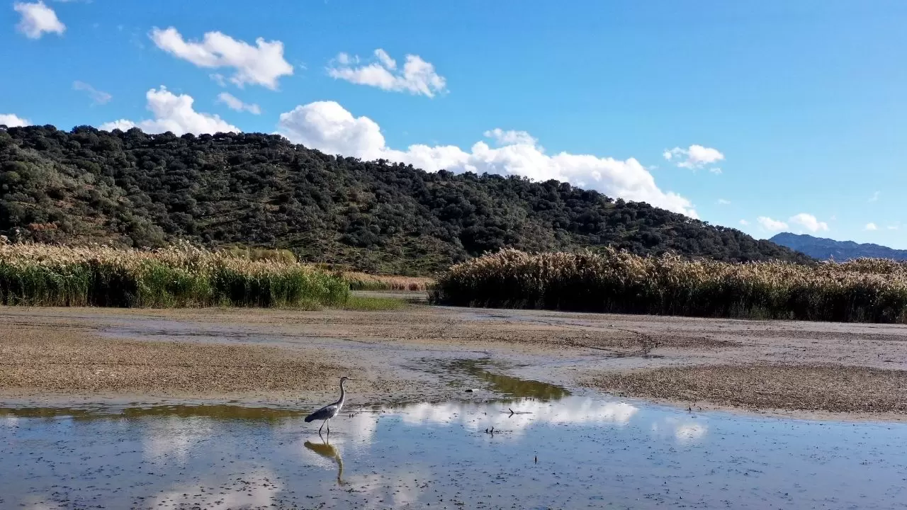 Ege’nin kartpostallık gölü kuruyor! Kuşlar ve canlılar ölümle mücadele ediyor 7