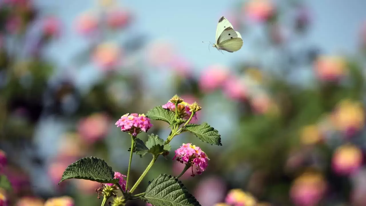 Yumurtalık Lagünü’nde renkli sonbahar 12